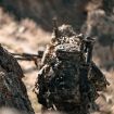 Picture of Gunslinger Ii Pack - Multicam