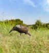 Picture of Flextone Thunder Chick Feeding Hen Decoy W/Stake
