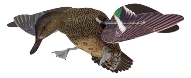 Picture of Avian X Powerflight Hen Multi-Color 1 