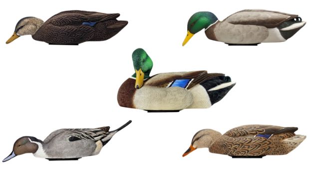 Picture of Avian X Mallards Species Multi-Color 