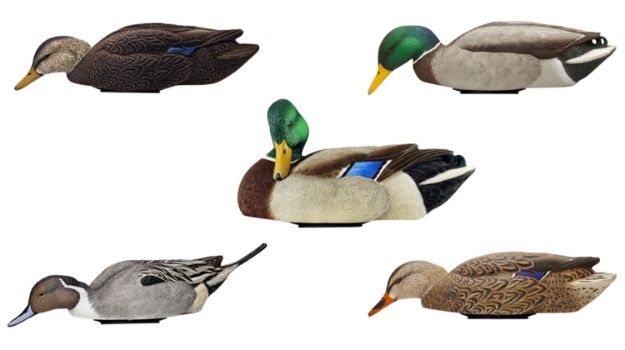 Picture of Avian X Mallards Species Multi-Color 