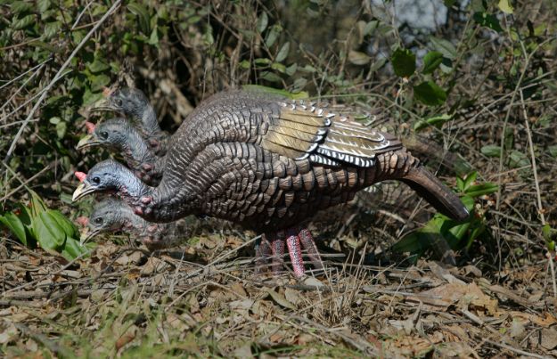 Picture of Higdon Outdoors Xs Trufeeder Motion Turkey Hen Species Multi Color Features Trumotion System 